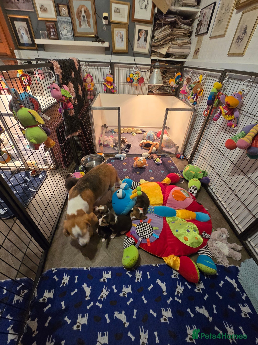 Beagle dogs for sale: KC registered Beagle pups, Rare Blue tri & tri - Advert 5