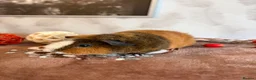 Guinea Pig rodents for sale: Beautiful pure Teddy guinea pigs  - Advert 4