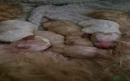 Mixed Breed dogs for sale: Cavapochon puppies  - Image 3