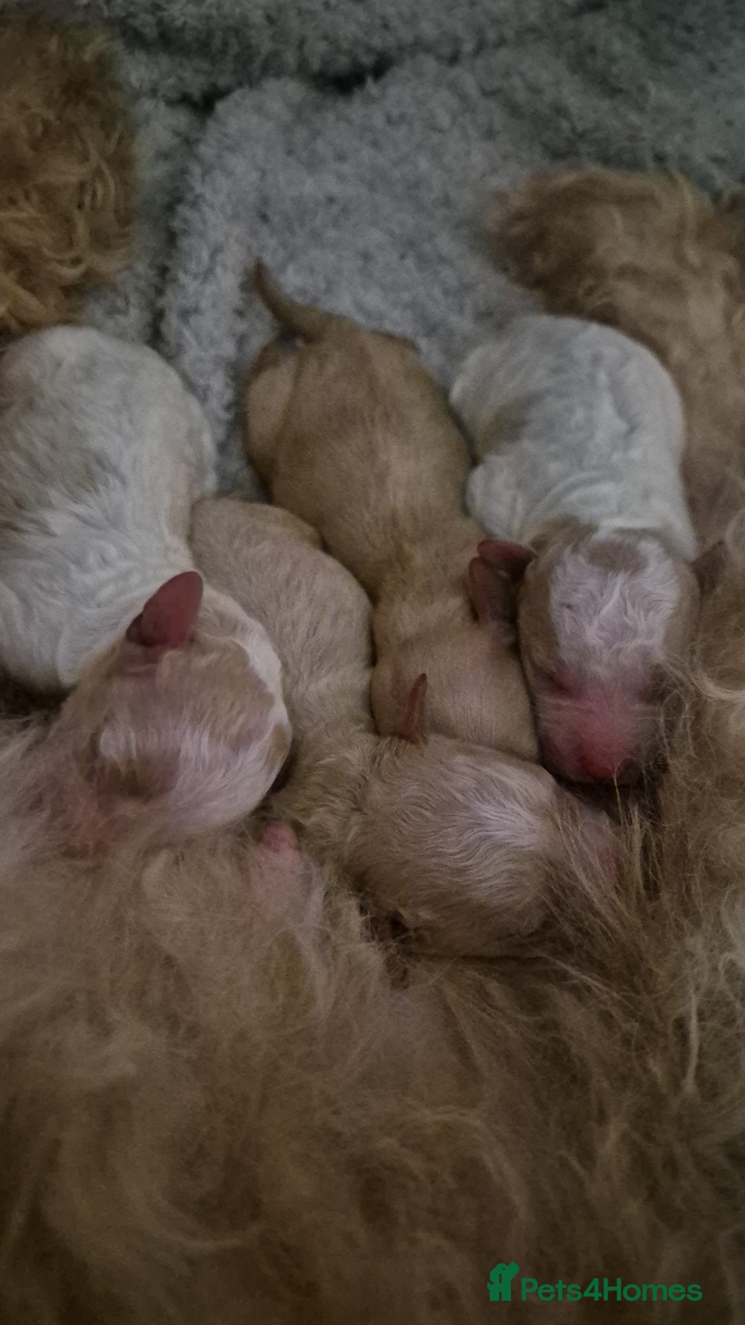 Mixed Breed dogs for sale: Cavapochon puppies  - Image 3