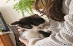 Mixed Breed cats for sale: Kittens - Image 25