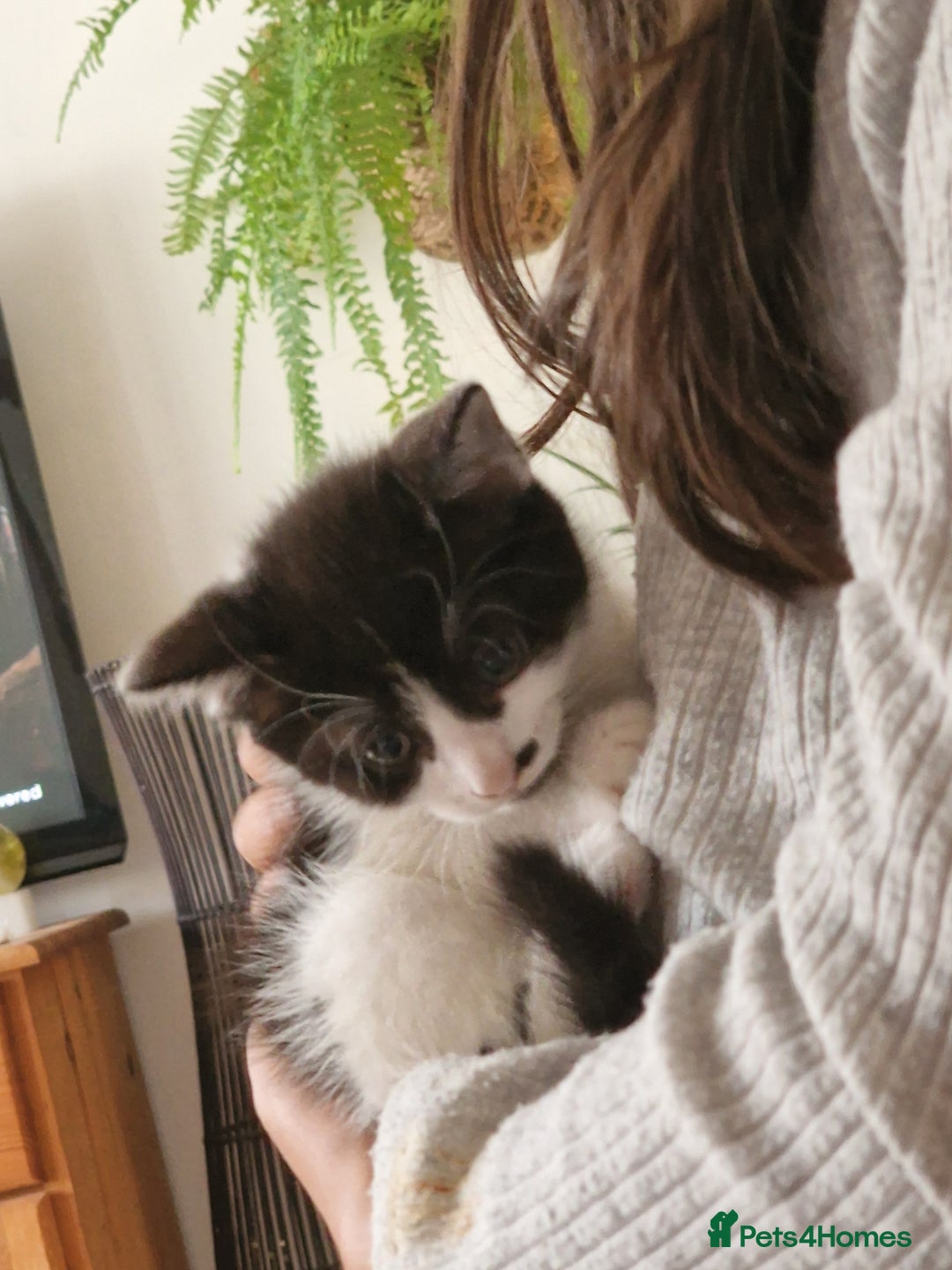 Mixed Breed cats for sale: Kittens - Image 25