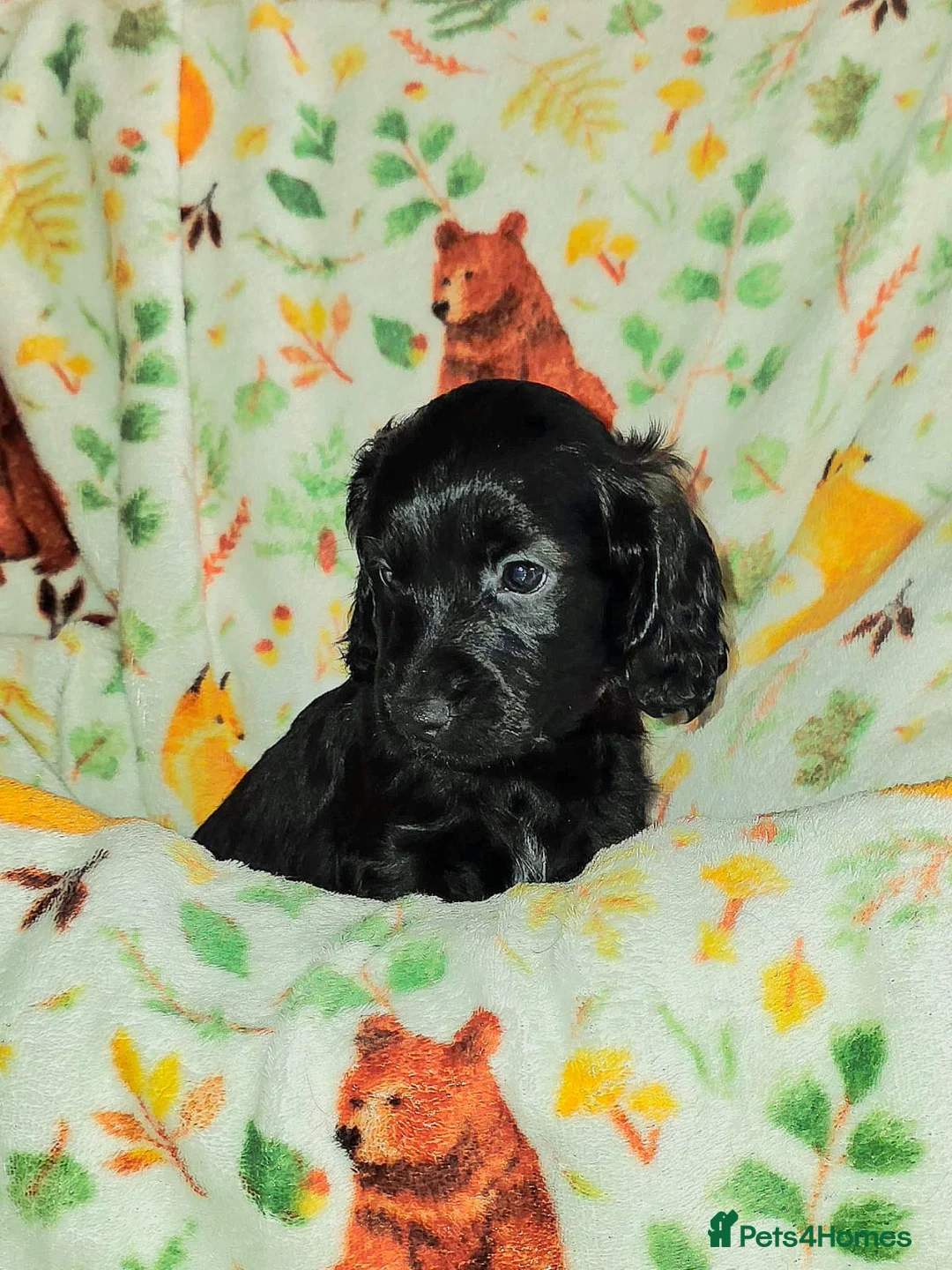 Cockapoo dogs for sale: ONLY 1 STUNNING F1b cockapoo left!! - Advert 2