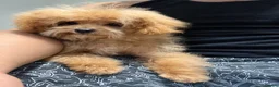Maltipoo dogs for sale: Low price!⭐️F1B Maltipoo⭐️Exceptional bloodline - Advert 1