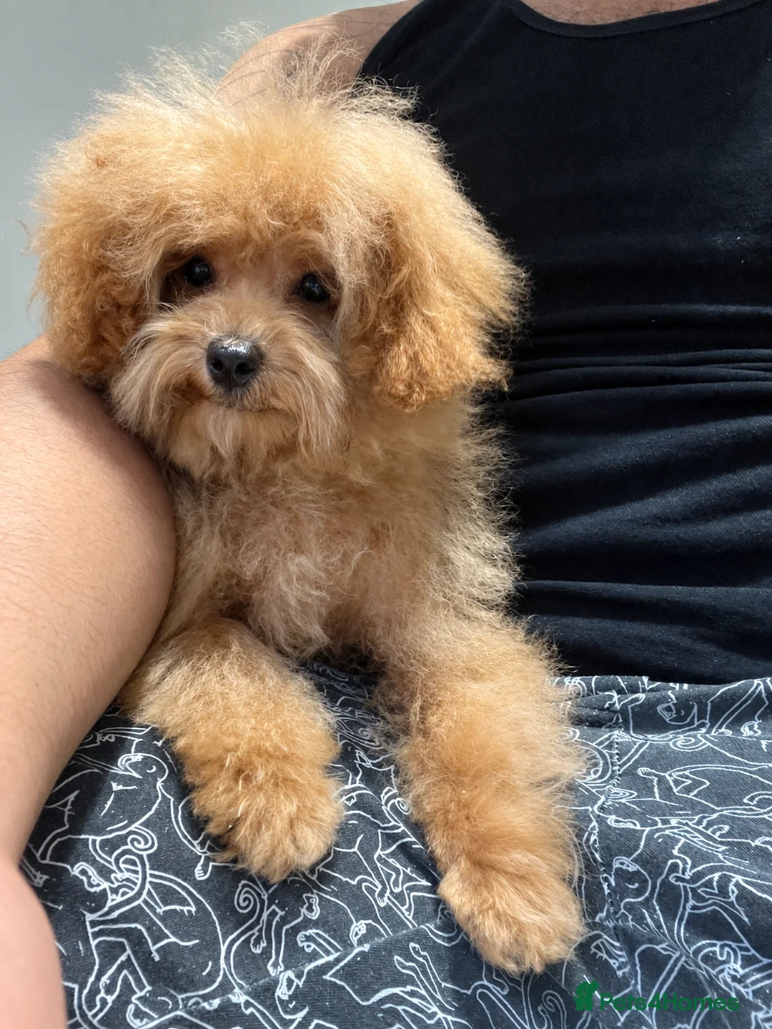 Maltipoo dogs for sale: Low price!⭐️F1B Maltipoo⭐️Exceptional bloodline - Advert 1