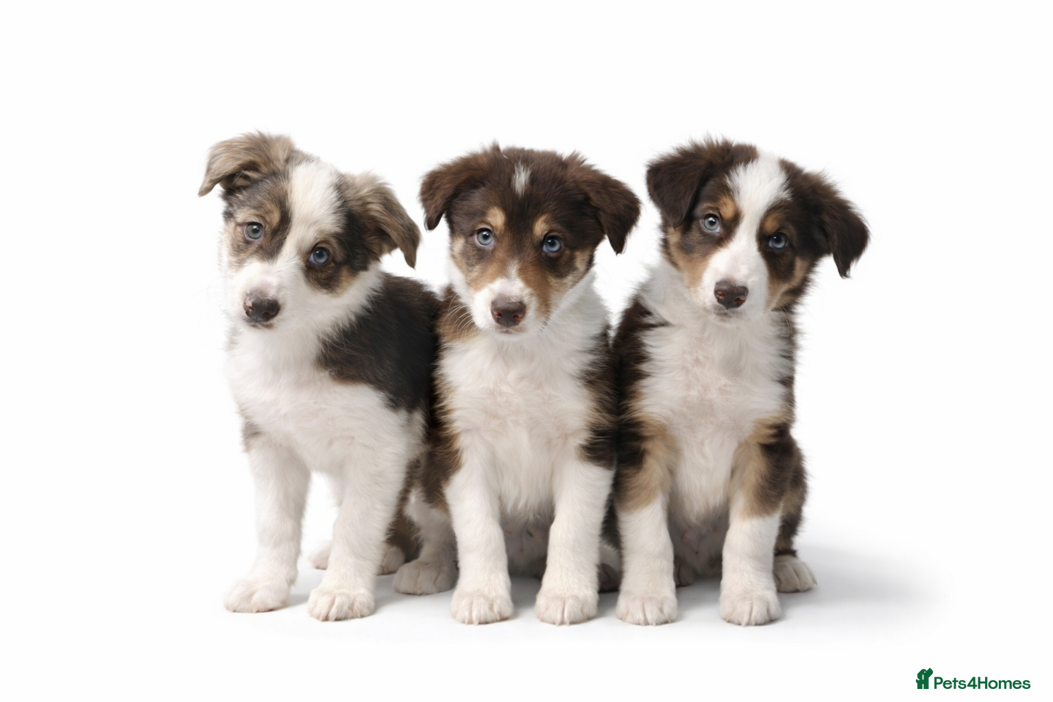 Border Collie dogs Quality Red, White & Gold Border Collie Pups - Advert 16