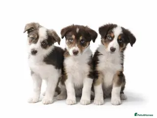 Border Collie dogs Quality Red, White & Gold Border Collie Pups - Advert 16