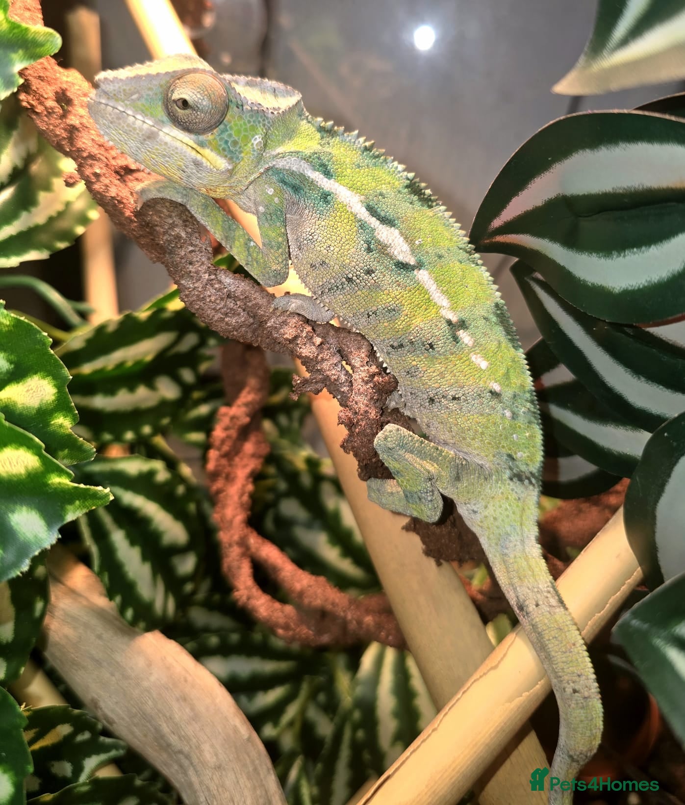 Chameleon reptiles Reptiles for sale- prices on advert - Advert 14
