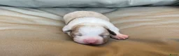 Border Collie dogs for sale: 🐾OUTSTANDING *UNIQUE* BORDER COLLIE PUPPIES🐾 - Advert 6