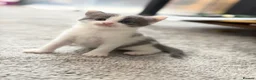 Mixed Breed cats for sale:     Healthy Playful Kittens - Advert 2