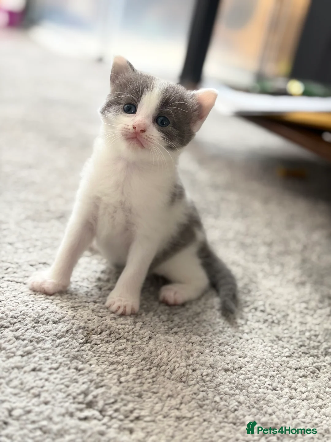 Mixed Breed cats for sale:     Healthy Playful Kittens - Advert 2