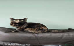 British Shorthair cats for sale: Gin & Tonic  - Image 12