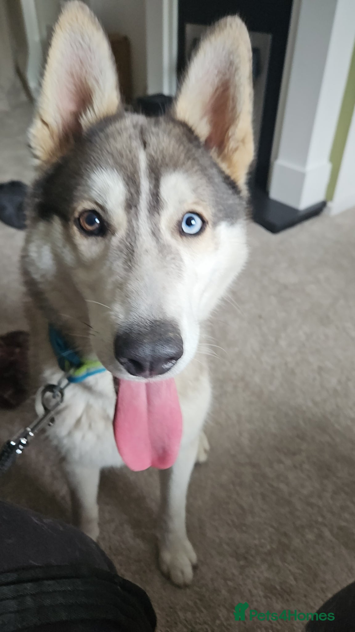 Siberian Husky dogs 10 month old husky male - Advert 5