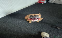 French Bulldog dogs for sale: 5 year old female  - Image 1