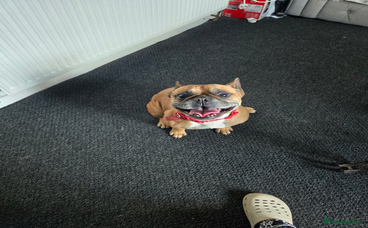 French Bulldog dogs - Advert 2
