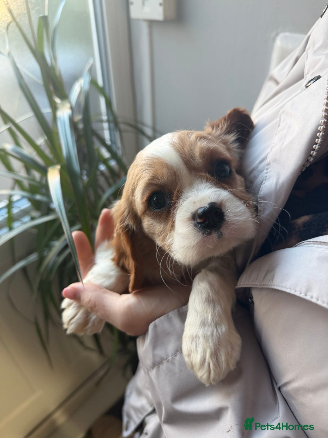 Cavalier King Charles Spaniel dogs for sale: 🐶King Charles Cavalier Puppies✨ STUNNING✨❤️🐶  - Advert 12