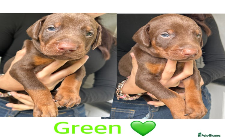Dobermann dogs - Advert 7