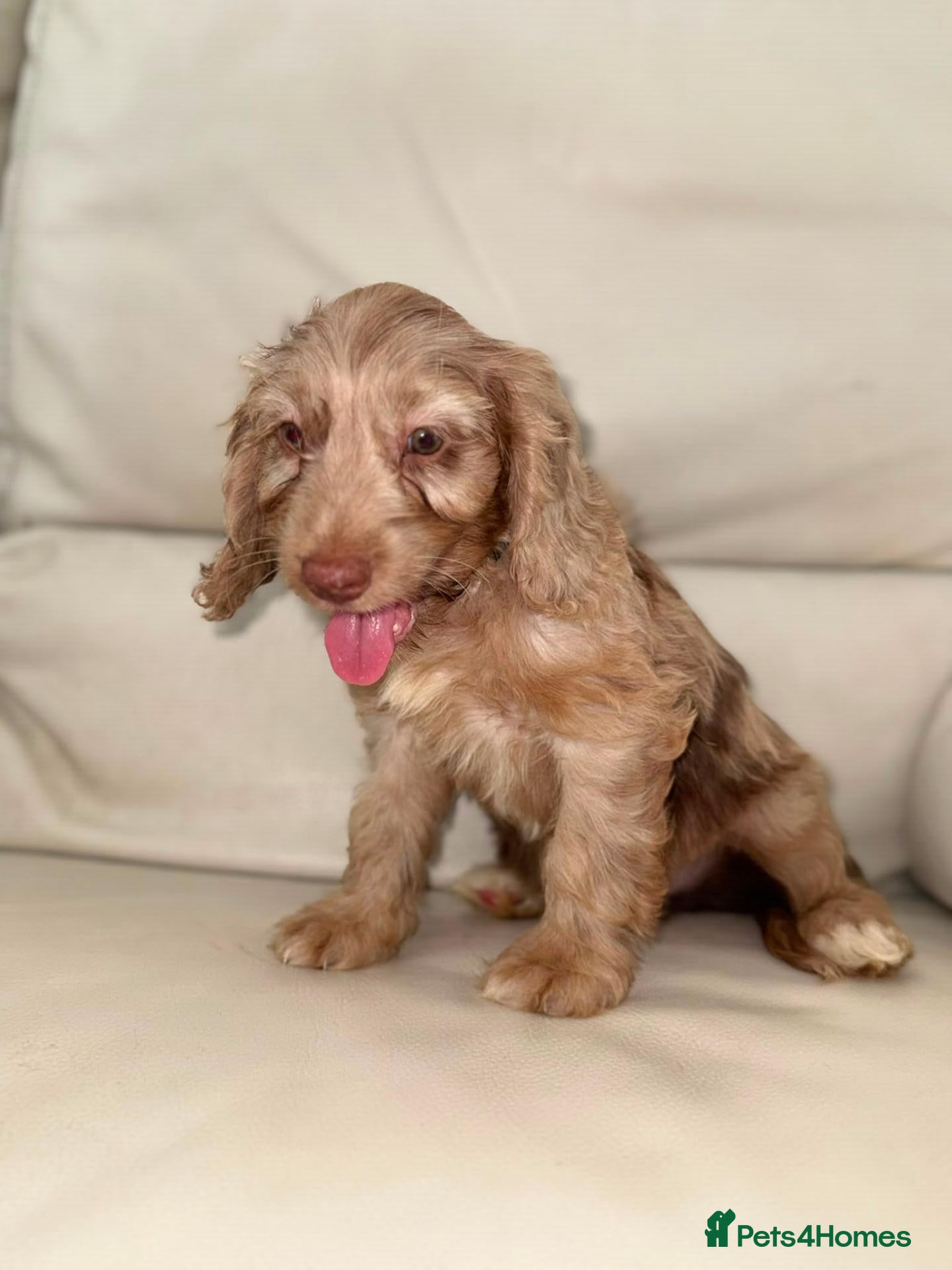 Cockapoo dogs Beautiful Cockapoo Puppies  - Advert 7