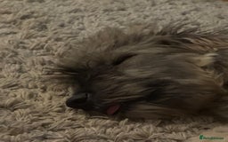 Mixed Breed dogs for adoption: Linus  - Image 4