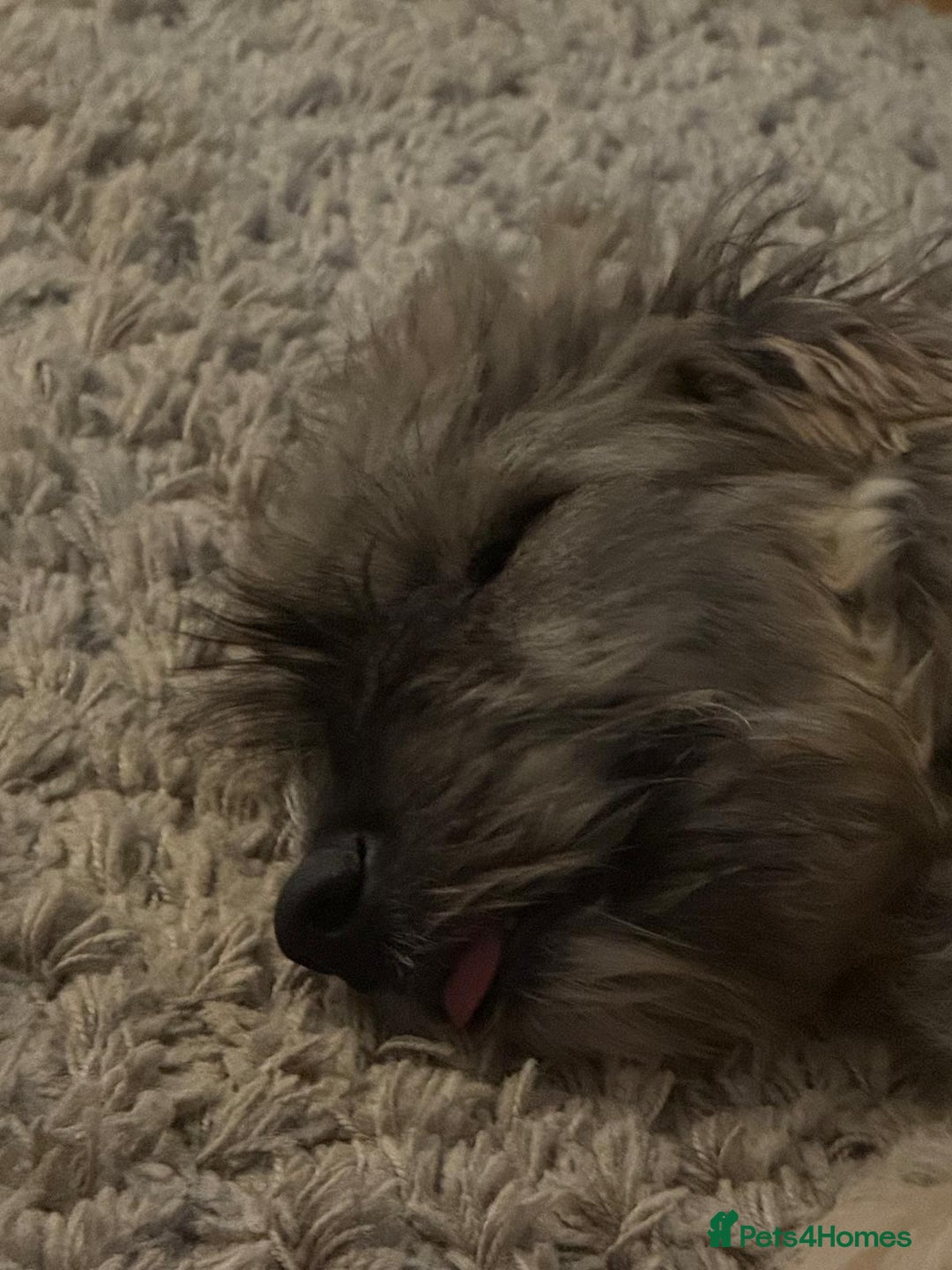 Mixed Breed dogs for adoption: Linus  - Image 4