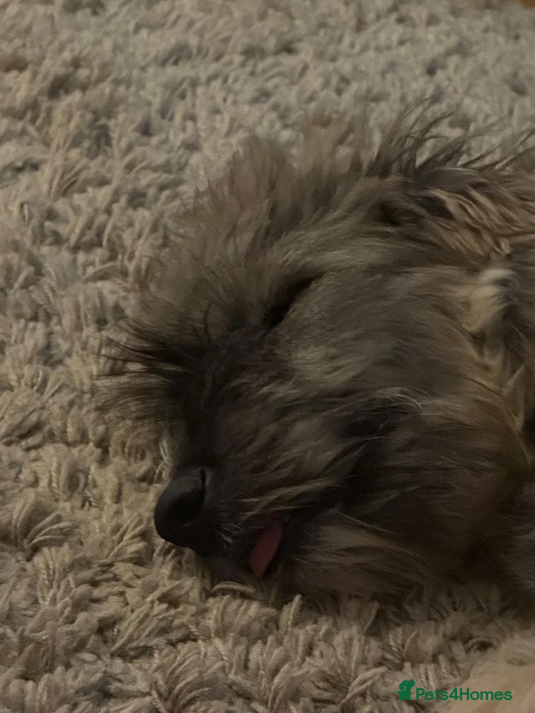 Mixed Breed dogs for adoption: Linus needs an experienced foster or forever home  - Advert 6