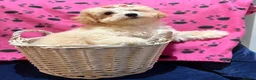 Poochon dogs for sale: READY TO NOW ♥️♥️ - Advert 5