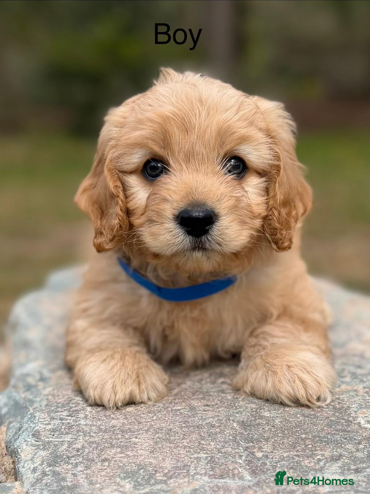 Cavapoo dogs Cavapoo, Ready 18th April - Advert 6