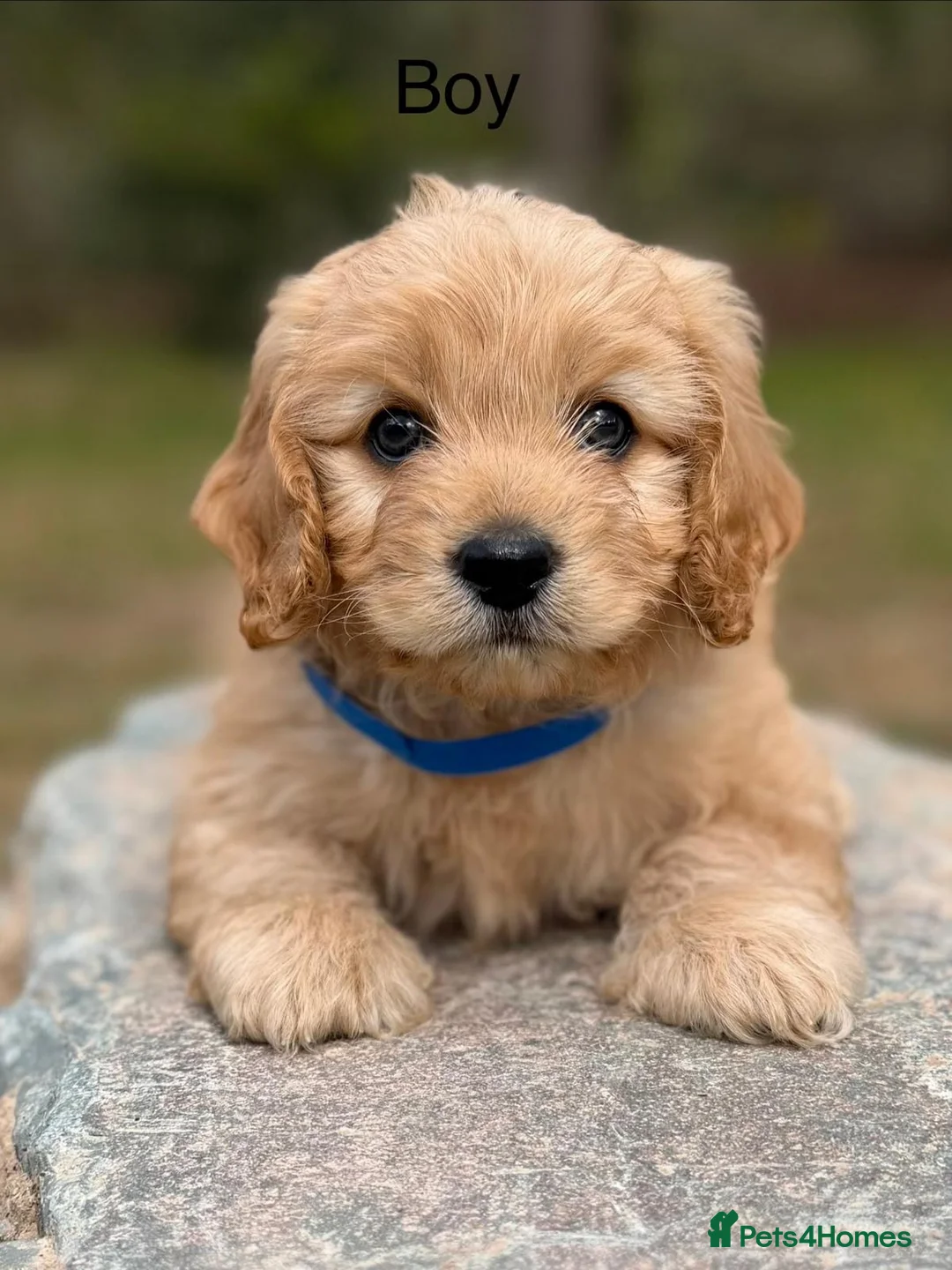 Cavapoo dogs for sale: Cavapoo, Ready 18th April - Advert 1