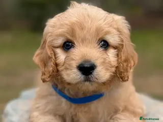 Cavapoo dogs Cavapoo, Ready 18th April - Advert 6