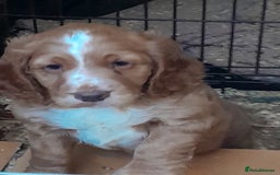 Cocker Spaniel dogs for sale: Cocker pup - Image 2