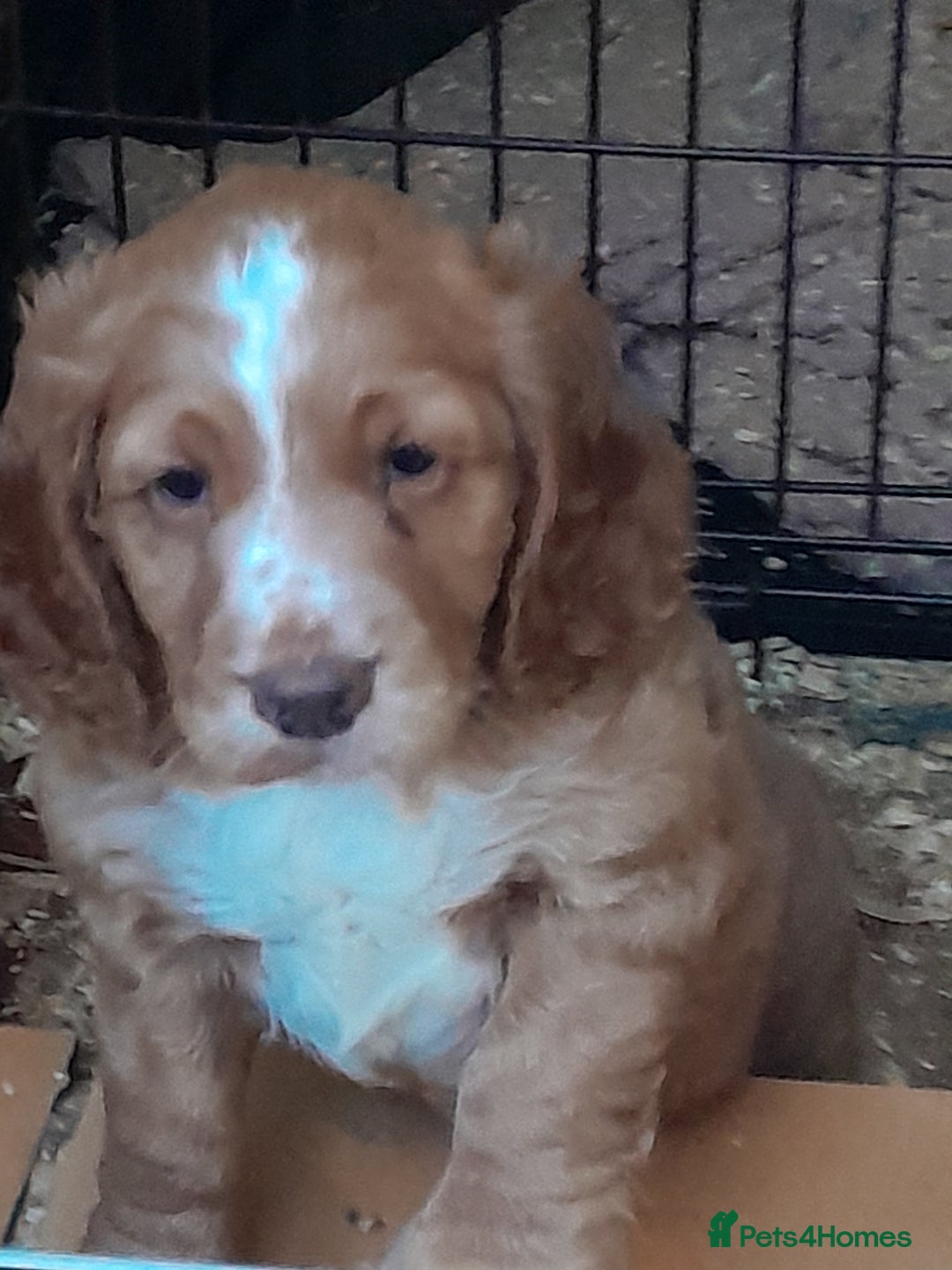 Cocker Spaniel dogs for sale: Cocker pup - Image 2