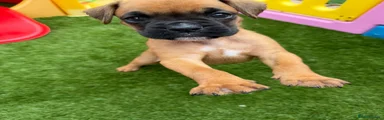  NOVA