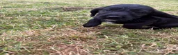 Mixed Breed dogs for sale: Teckel cross Springador puppies - Advert 4