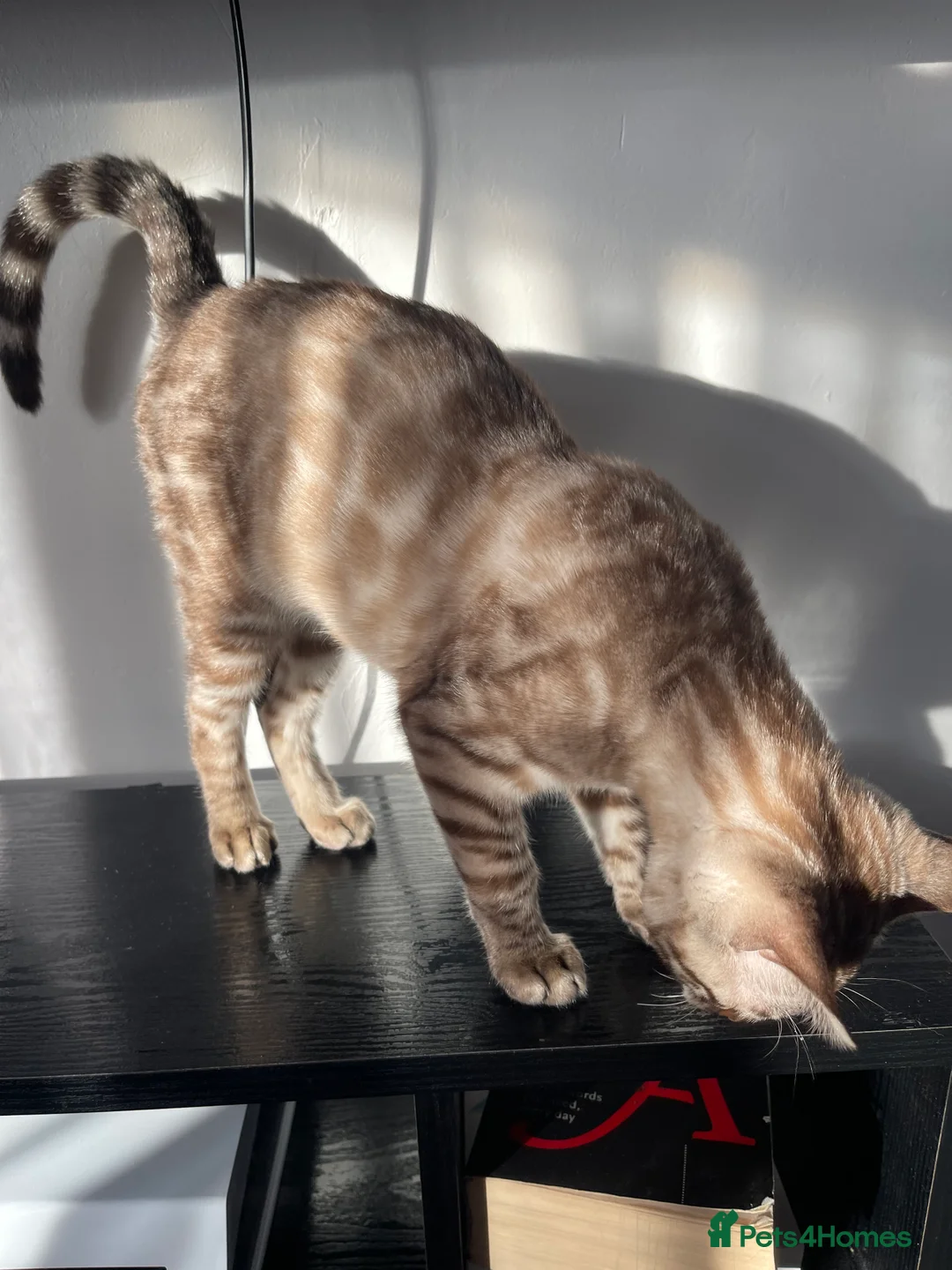 Bengal cats for sale: Snow Lynx Bengal Male kitten - Advert 3