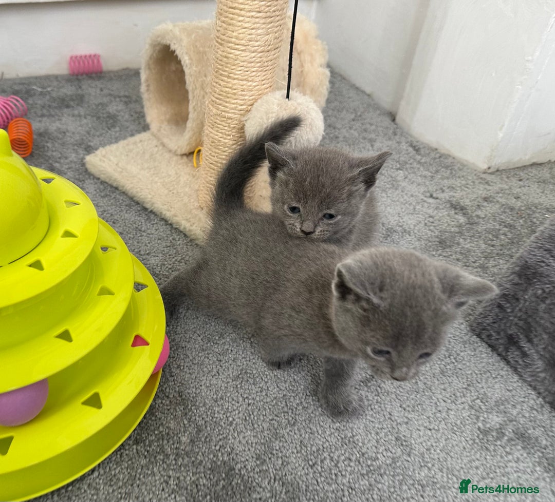 Russian Blue cats for sale: Russian Blue Kittens  - Advert 15