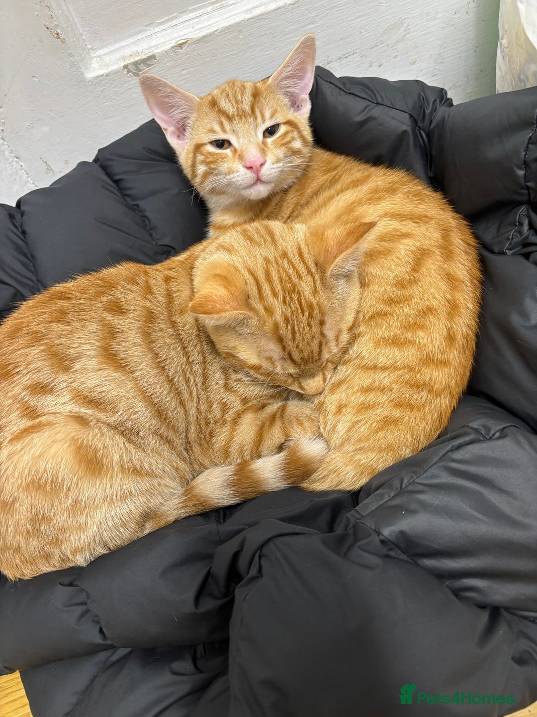 British Shorthair cats for sale: 2 kittens ginger bengal mixed  - Image 5