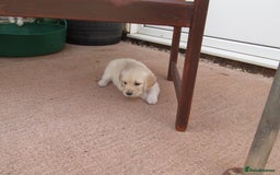 Golden Retriever dogs for sale: Stunning Golden Retriever Puppies - Image 10