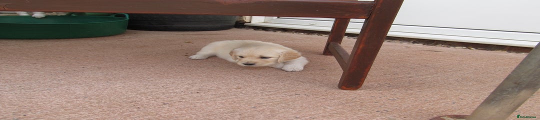 Golden Retriever Puppy 9
