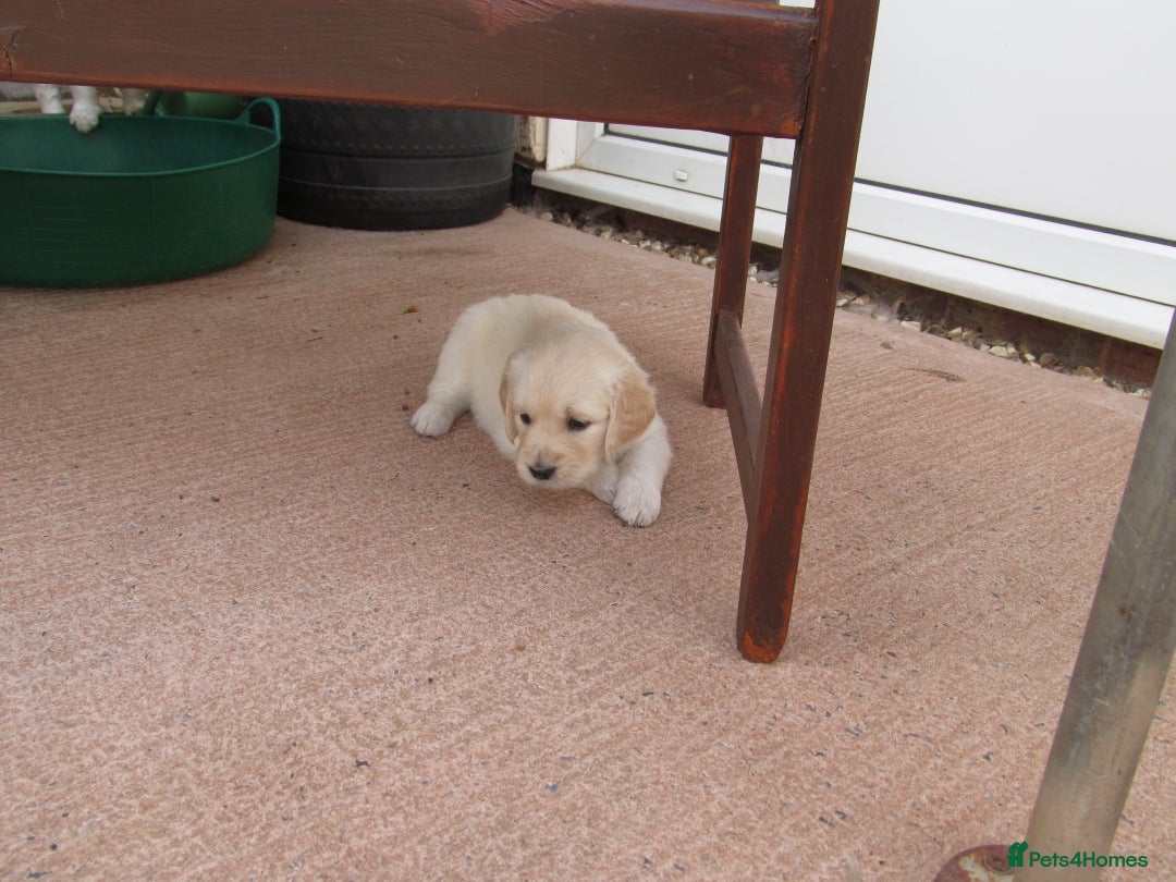 Golden Retriever dogs for sale: Stunning Golden Retriever Puppies - Image 10