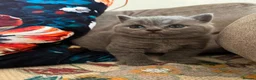 British Shorthair cats for sale: British Shorthair Kittens  - Advert 10