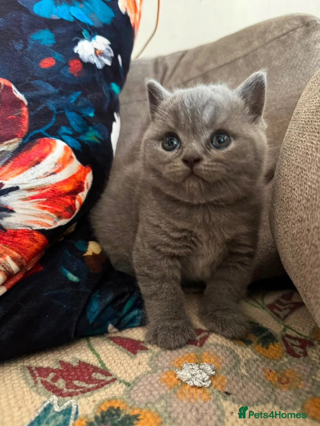 British Shorthair cats for sale: British Shorthair Kittens  - Advert 10