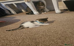 British Shorthair cats for sale: Beautiful Bengal x Calico Kittens - Image 6