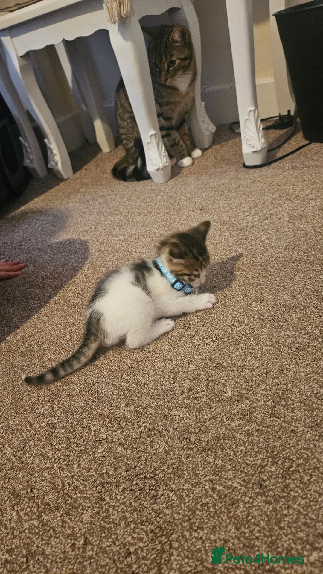 British Shorthair cats for sale: Beautiful Bengal x Calico Kittens - Image 6