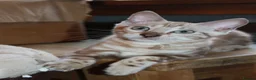 Bengal cats for sale: Reduced Last Male Snow Marble TICA Bengal Left 🤍 - Advert 1