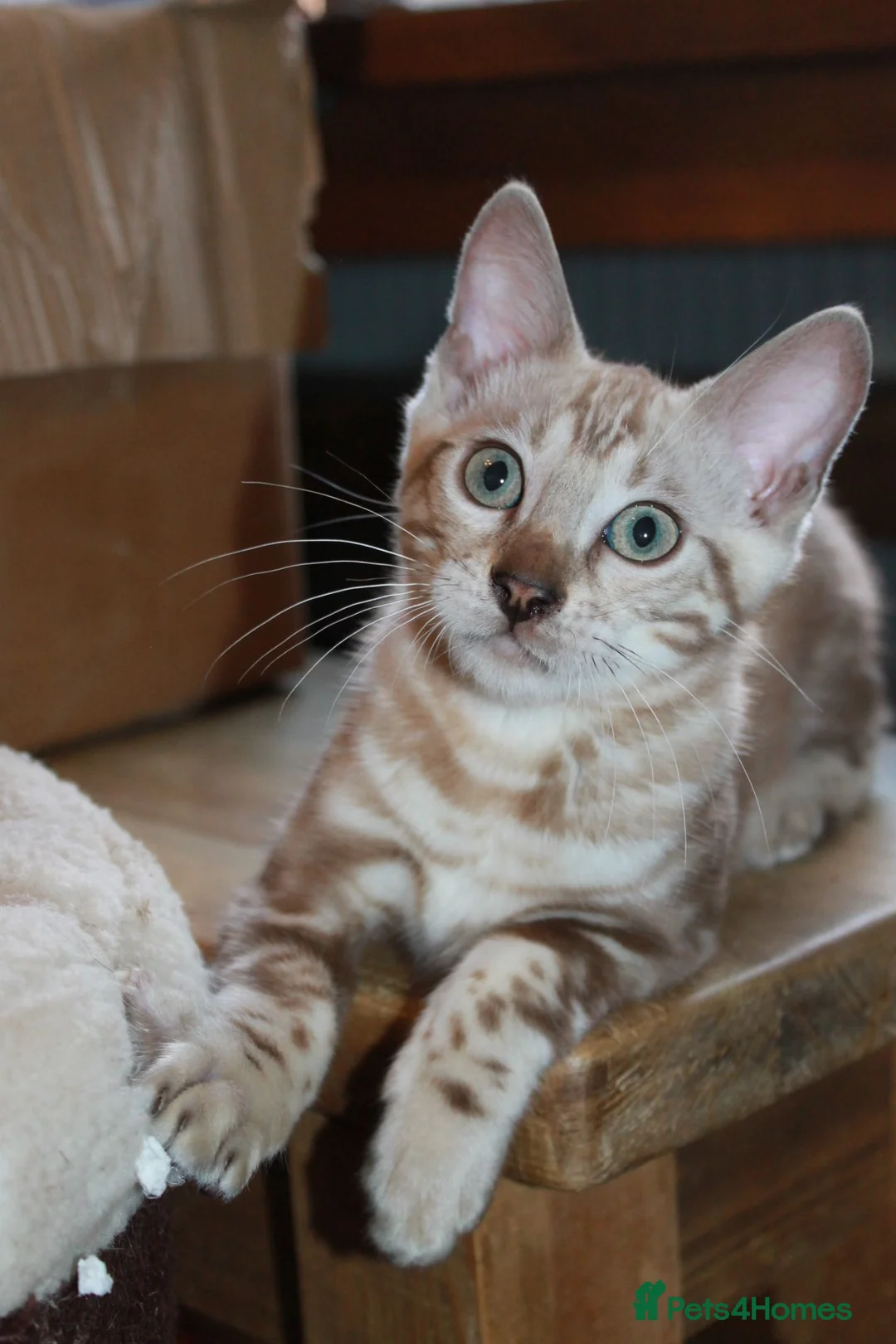 Bengal cats for sale: Reduced Last Male Snow Marble TICA Bengal Left 🤍 - Advert 1