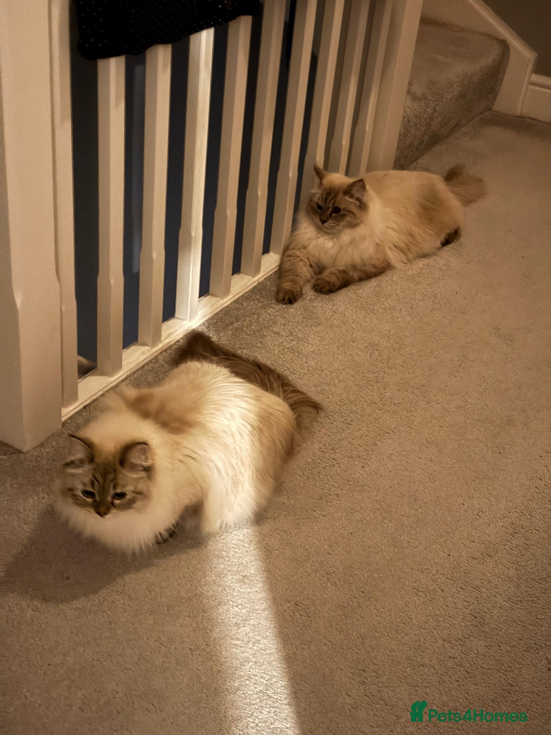 Siberian cats for sale: GCCF Registered Siberian Neva Masquerade Kittens - Image 11