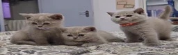 British Shorthair cats for sale:  *READY TO GO* beautiful British shorthair/ long - Advert 8