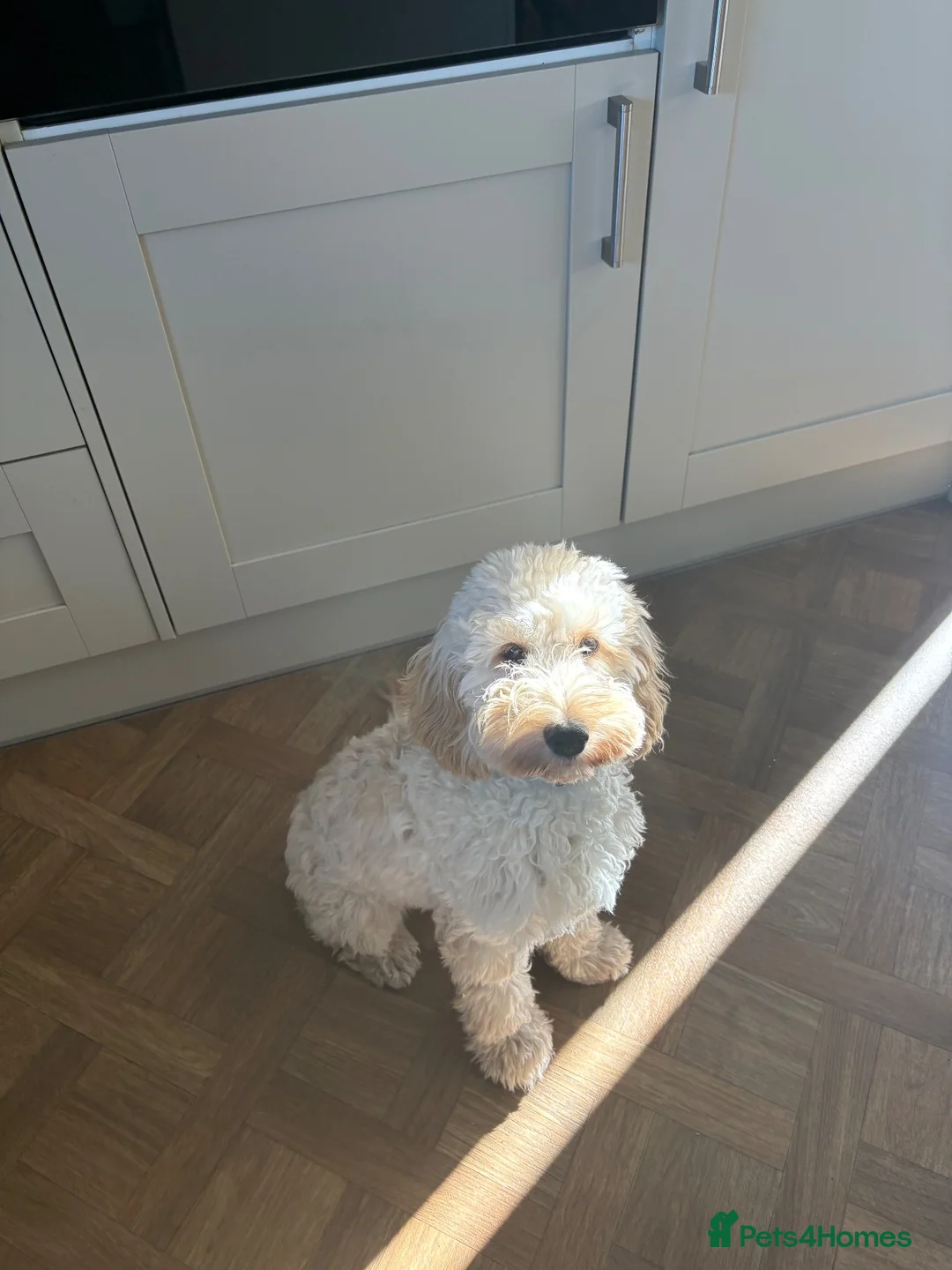 Cockapoo dogs for sale: Cockerpoo  in Flint - Advert 1