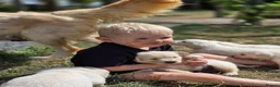 Golden Retriever dogs for sale: Gorgeous KC registered puppies for sale - Advert 15
