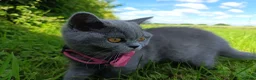 British Shorthair cats for sale: Ready to go. Gccf registered blue BSH kittens - Advert 14